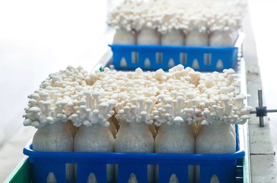 科技賦能，品質(zhì)升級(jí) 慈溪白玉菇榮膺“浙產(chǎn)精品鮮菇”背后的生物技術(shù)力量